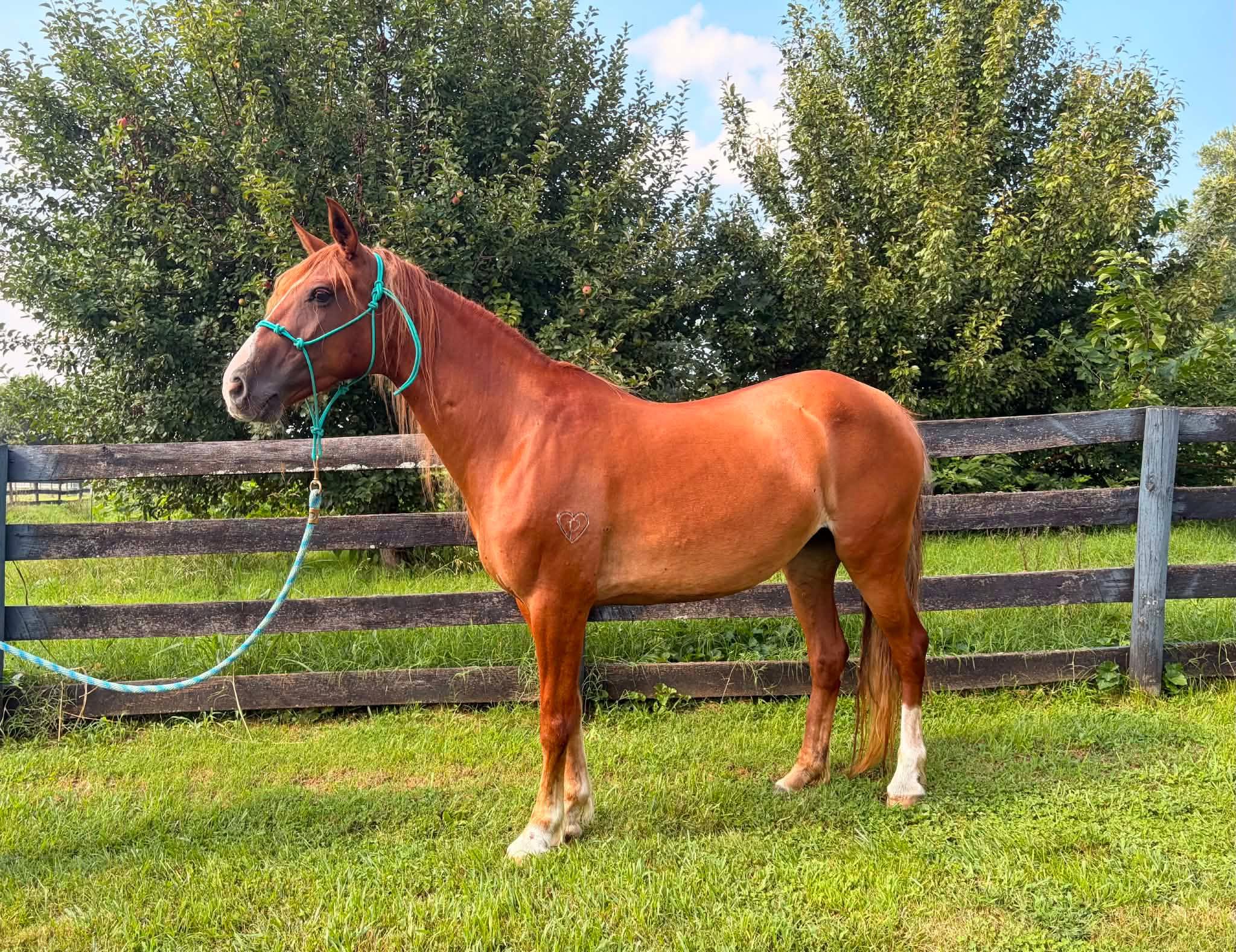 Terra- 365 Division - 2027, Adoptable, Adult Female Grade.