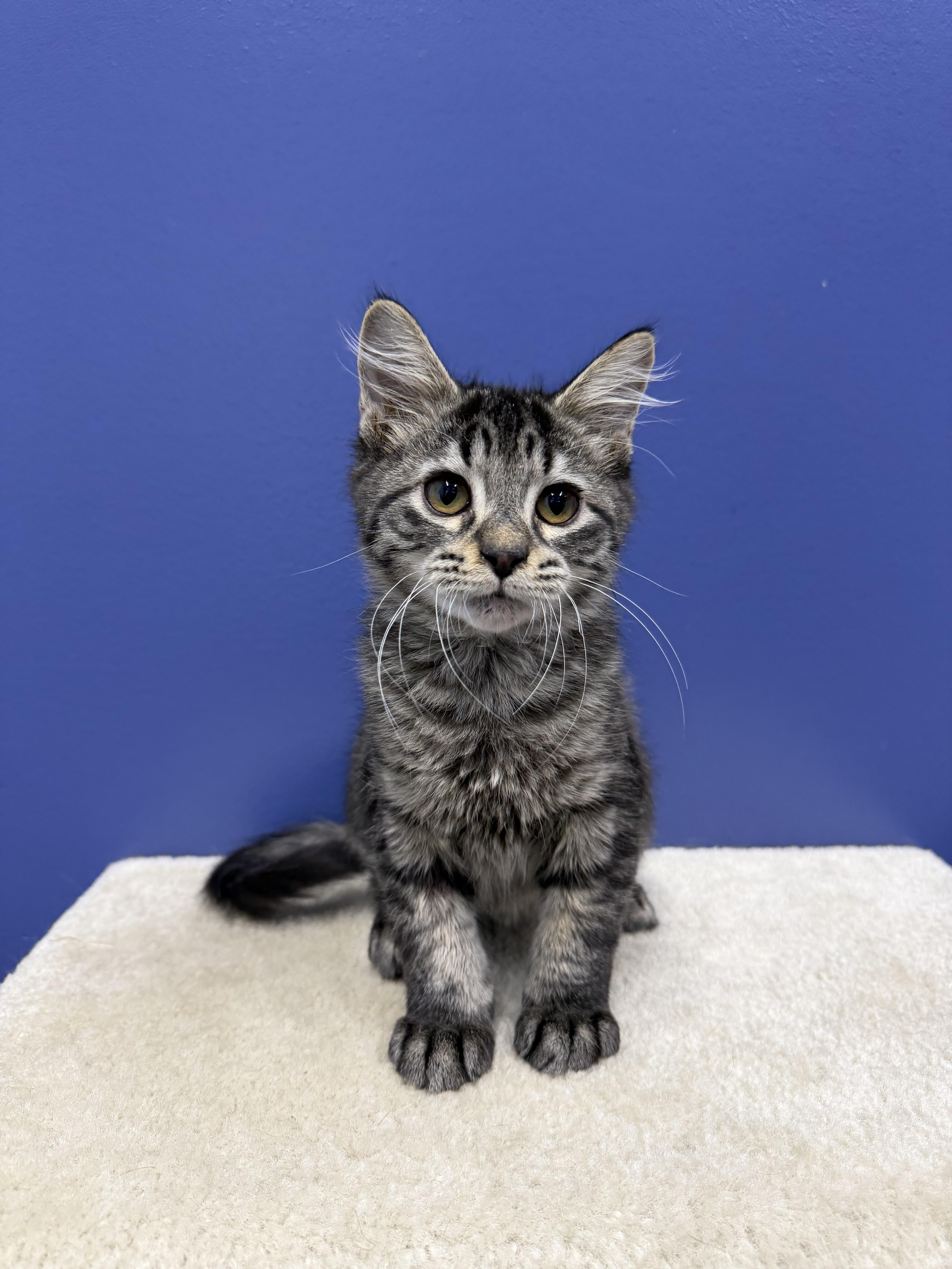 Enlarge TJ, a Adoptable mixed breed in High Ridge, MO image 2/4