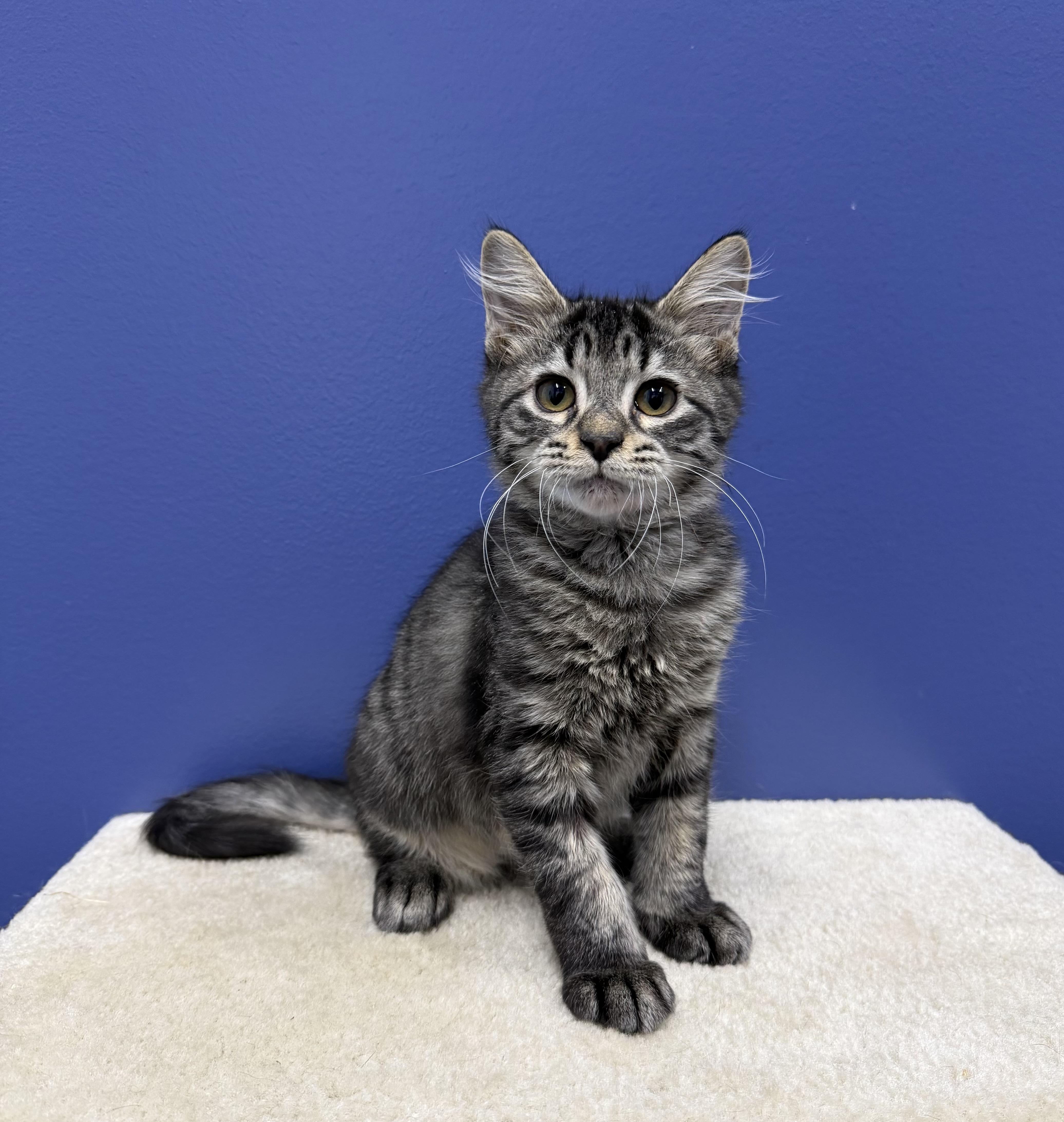 TJ, Adoptable, Kitten Male Tabby & Maine Coon.