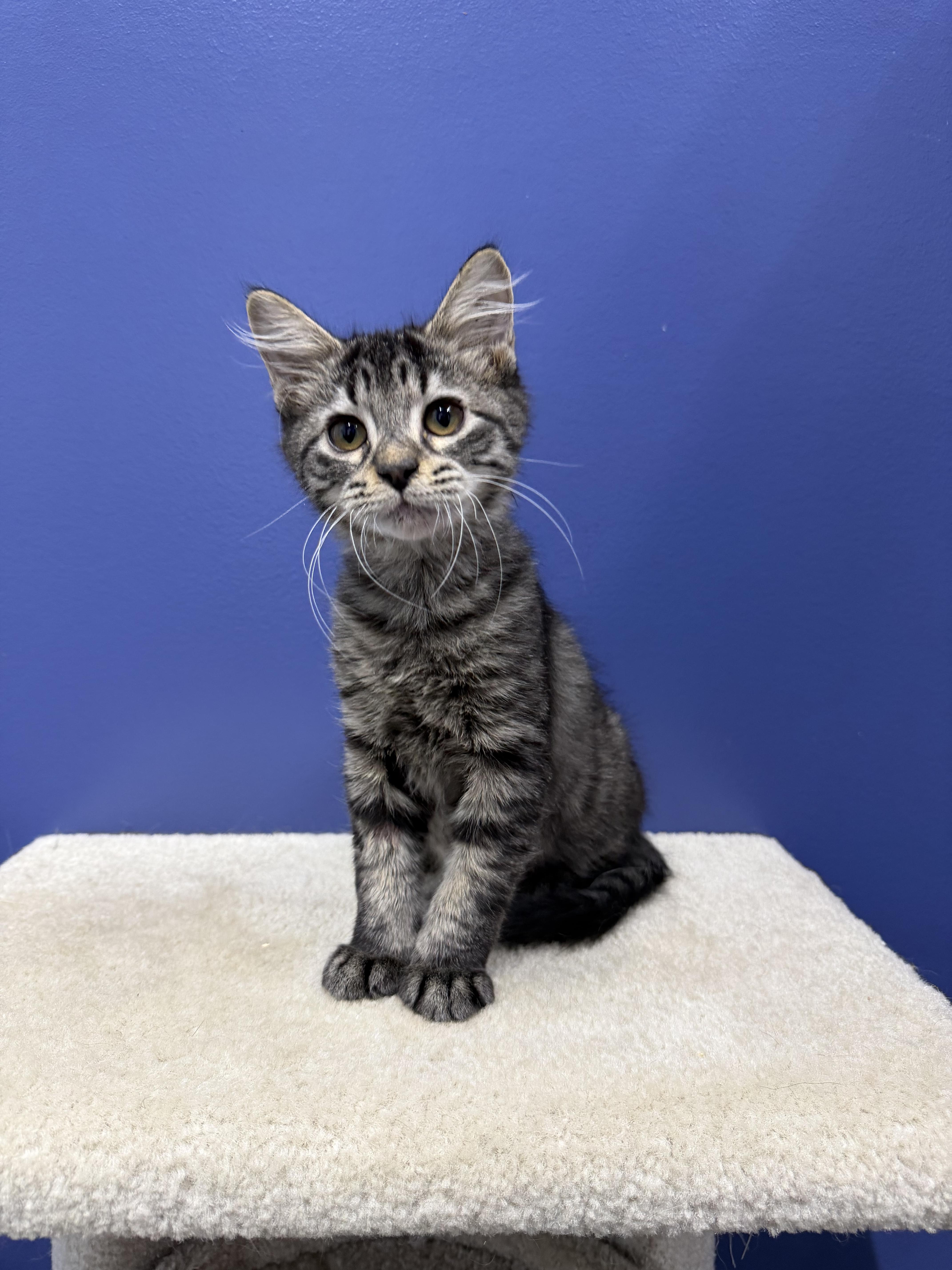 Enlarge TJ, a Adoptable mixed breed in High Ridge, MO image 3/4