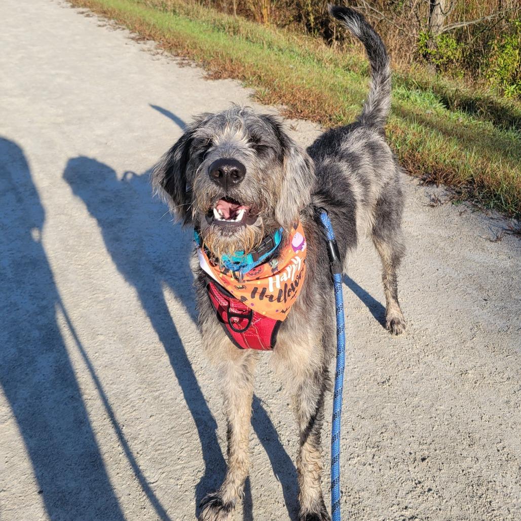 Dozer, Adoptable, Adult Male Irish Wolfhound & Terrier.