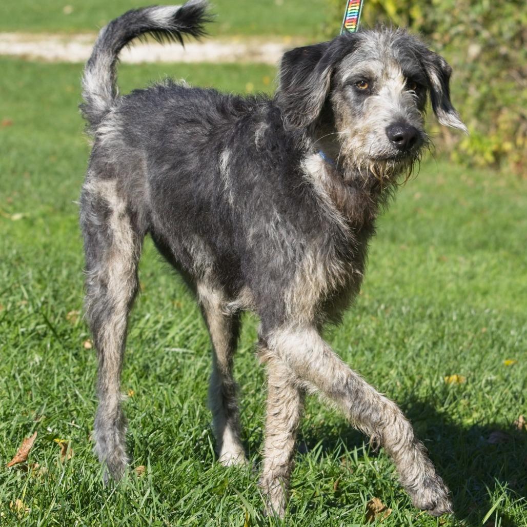 Enlarge Dozer, a Adoptable mixed breed in South Elgin, IL image 2/6