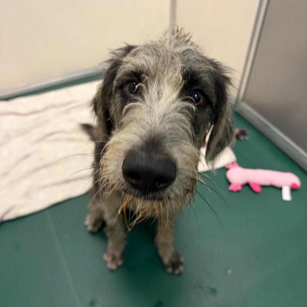 Enlarge Dozer, a Adoptable mixed breed in South Elgin, IL image 3/6