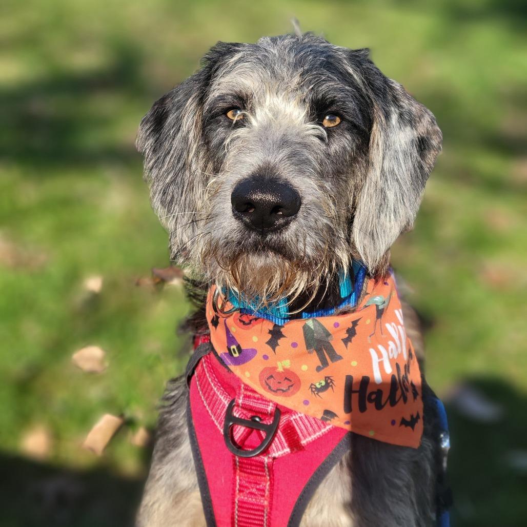 Enlarge Dozer, a Adoptable mixed breed in South Elgin, IL image 4/6