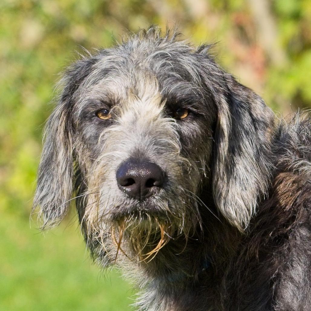Enlarge Dozer, a Adoptable mixed breed in South Elgin, IL image 5/6