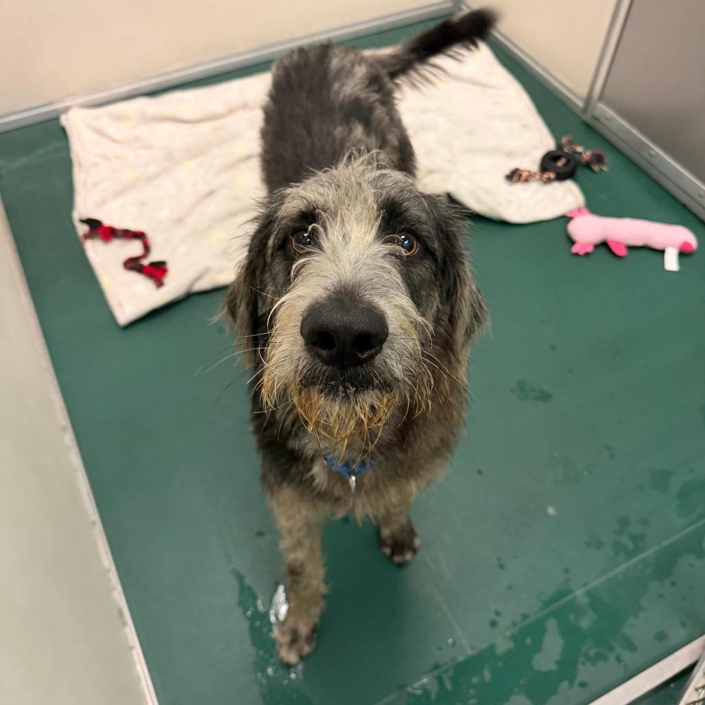 Enlarge Dozer, a Adoptable mixed breed in South Elgin, IL image 6/6