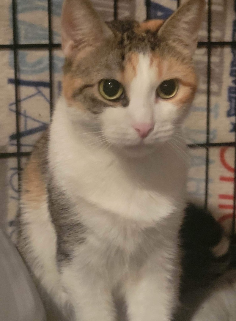 Mudd, a Adoptable Calico in Brooklyn, NY image 1/3