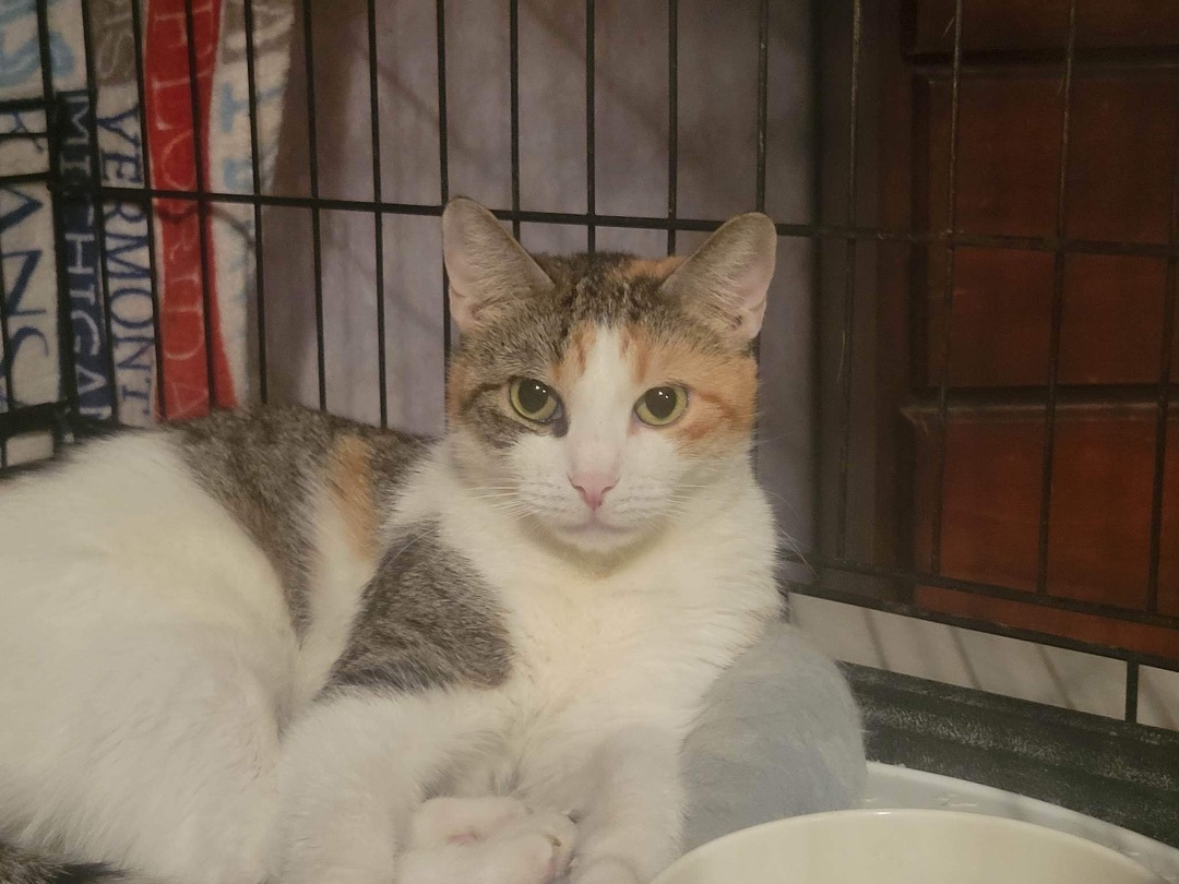 Mudd, a Adoptable Calico in Brooklyn, NY image 2/3