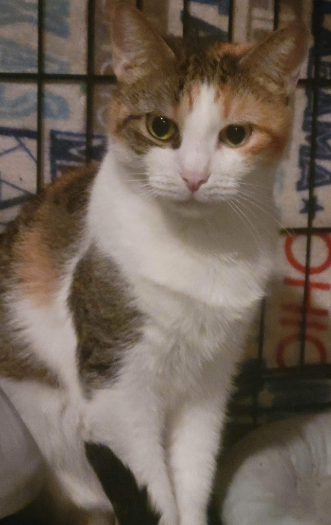 Mudd, a Adoptable Calico in Brooklyn, NY image 3/3