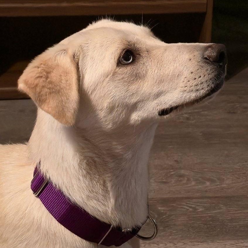 Loving Luna, a ADOPTABLE mixed breed in La Center, WA image 2/3