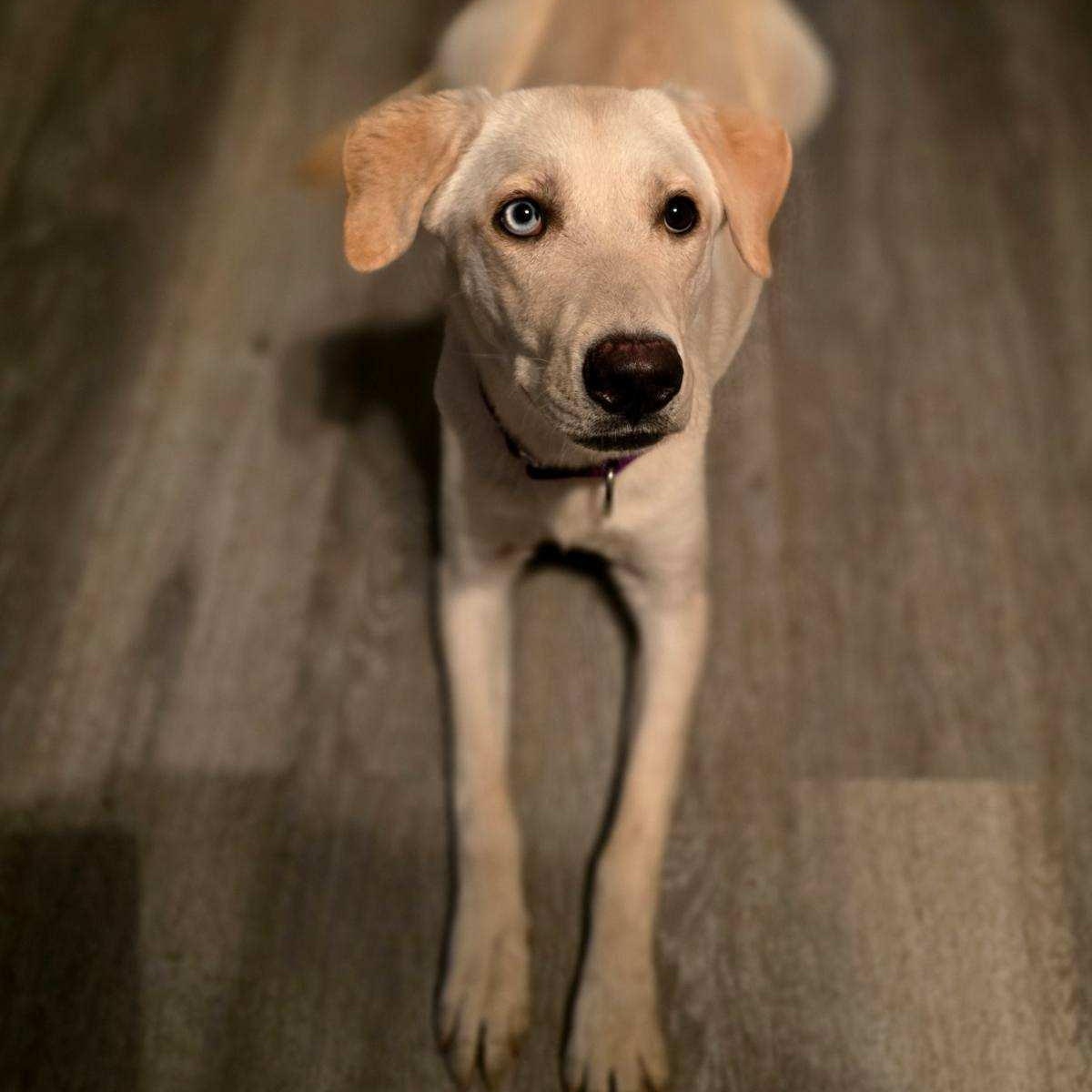 Loving Luna, a ADOPTABLE mixed breed in La Center, WA image 1/3