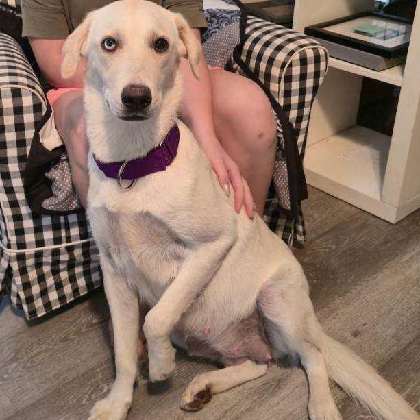 Loving Luna, a ADOPTABLE mixed breed in La Center, WA image 3/3