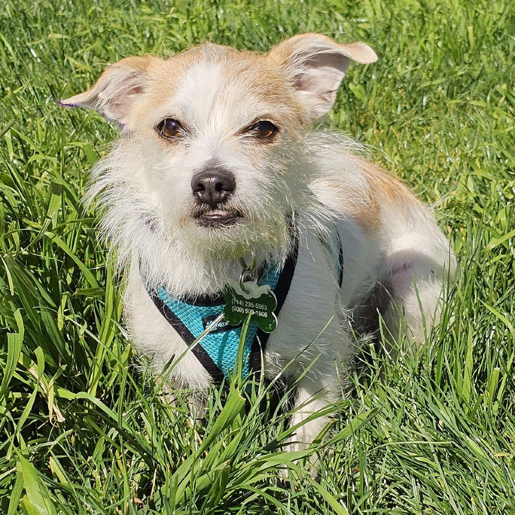 Benji, a Adoptable mixed breed in Apple Valley, CA image 1/5