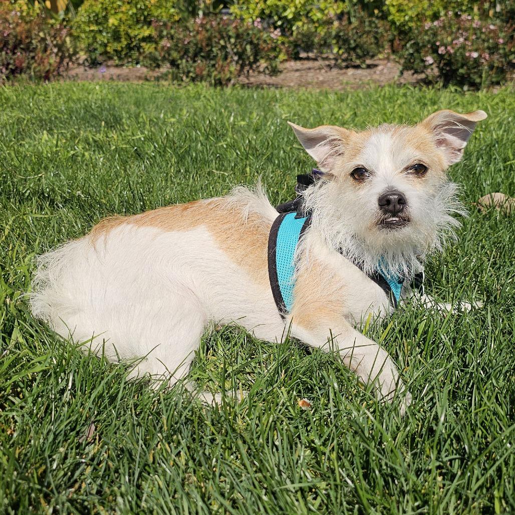 Benji — thumbnail 2