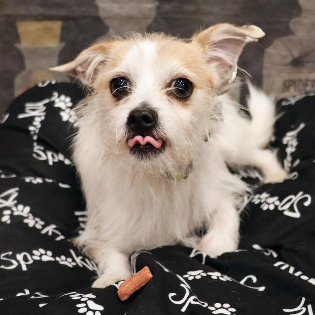 Benji, a Adoptable mixed breed in Apple Valley, CA image 3/5