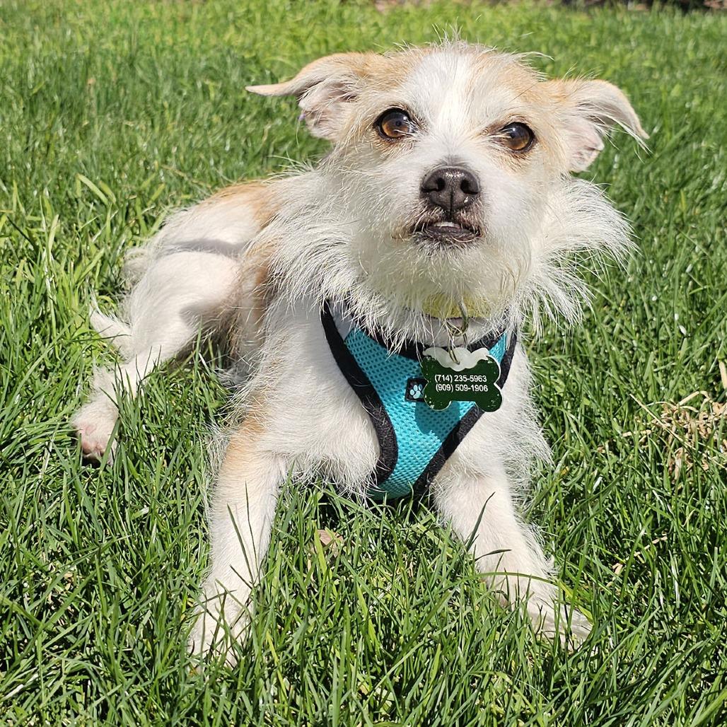 Benji, a Adoptable mixed breed in Apple Valley, CA image 4/5