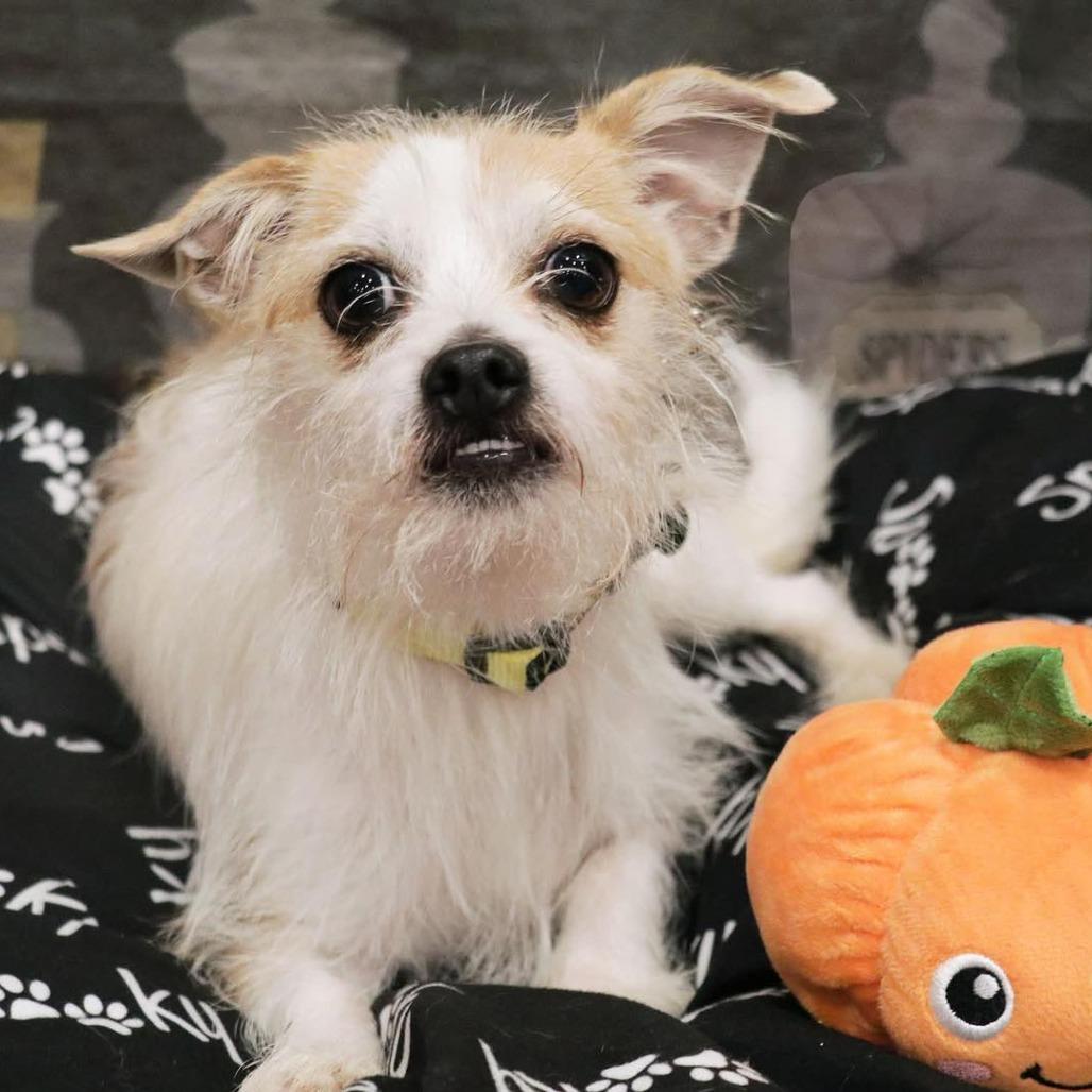 Benji — thumbnail 5