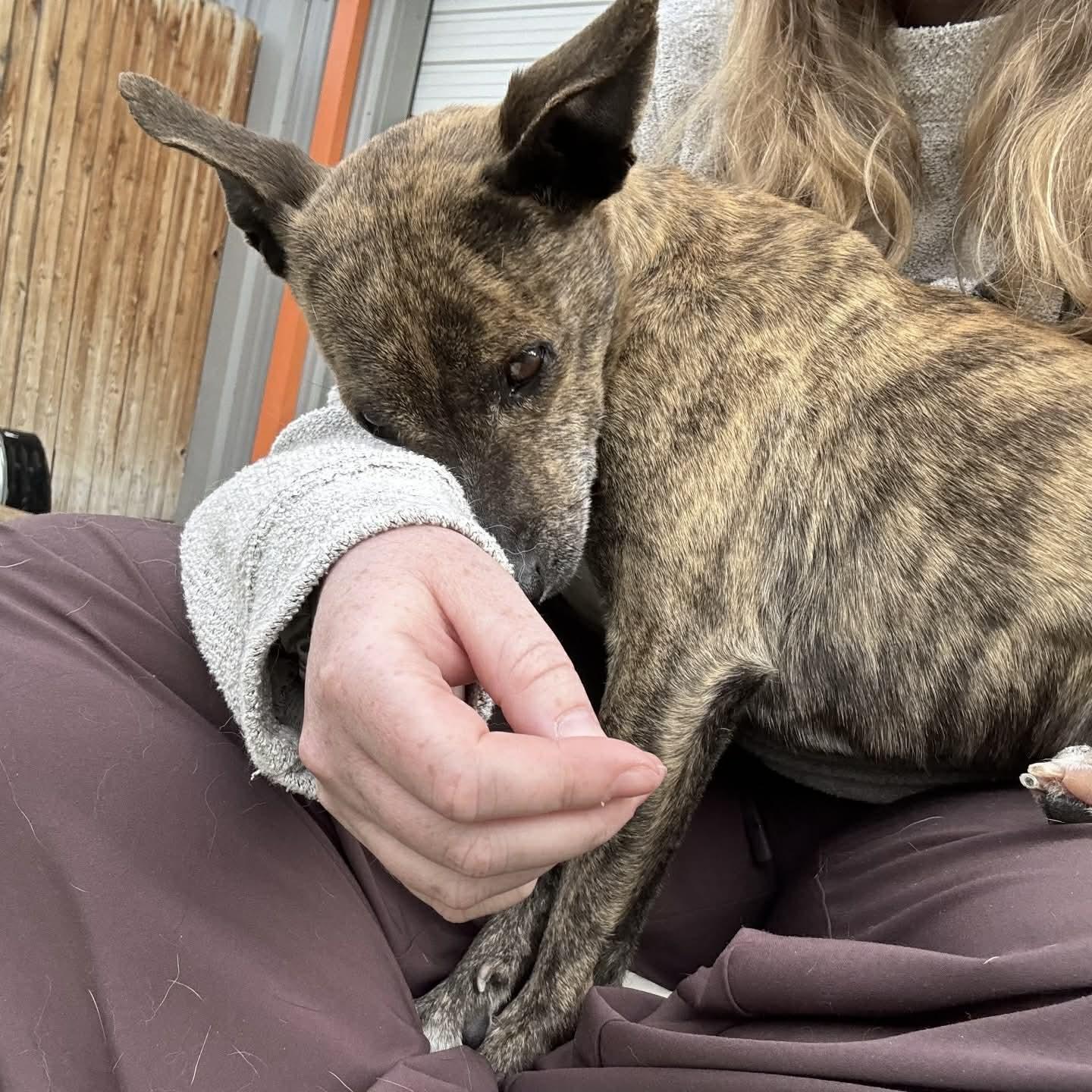 Enlarge Sam, a ADOPTABLE mixed breed in Boulder, CO image 6/6