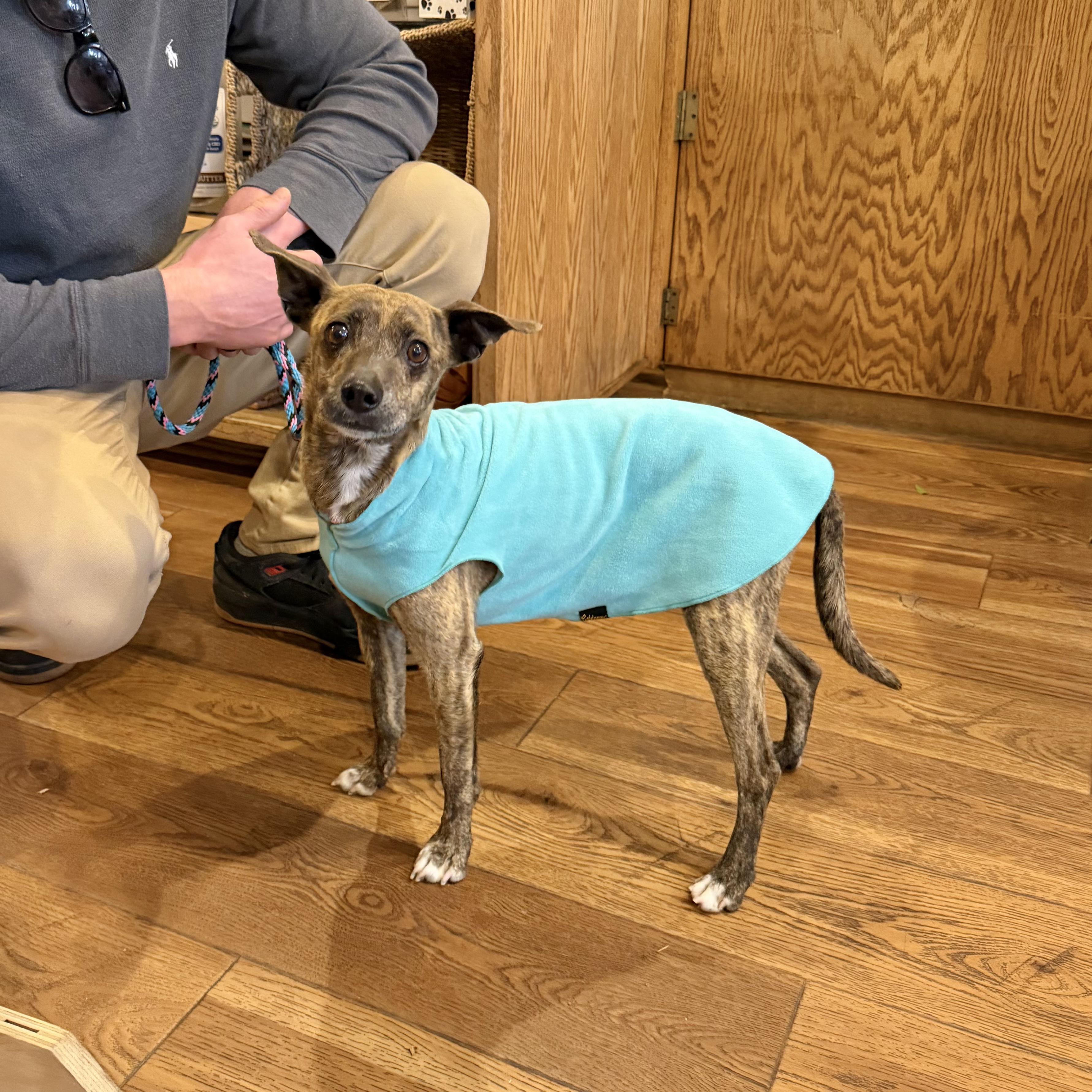 Sam, ADOPTABLE, Adult Male Italian Greyhound & Chihuahua.