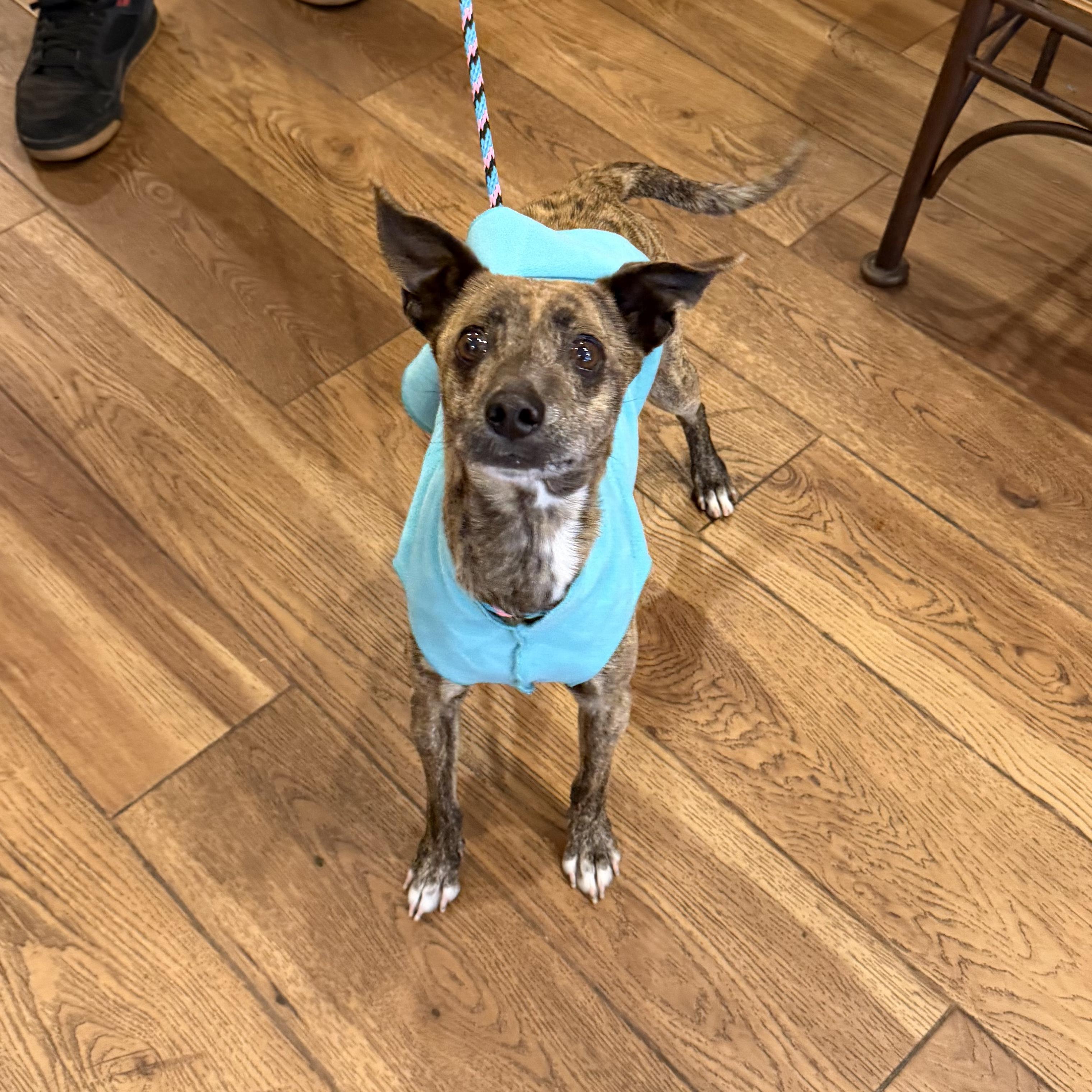 Enlarge Sam, a ADOPTABLE mixed breed in Boulder, CO image 2/6