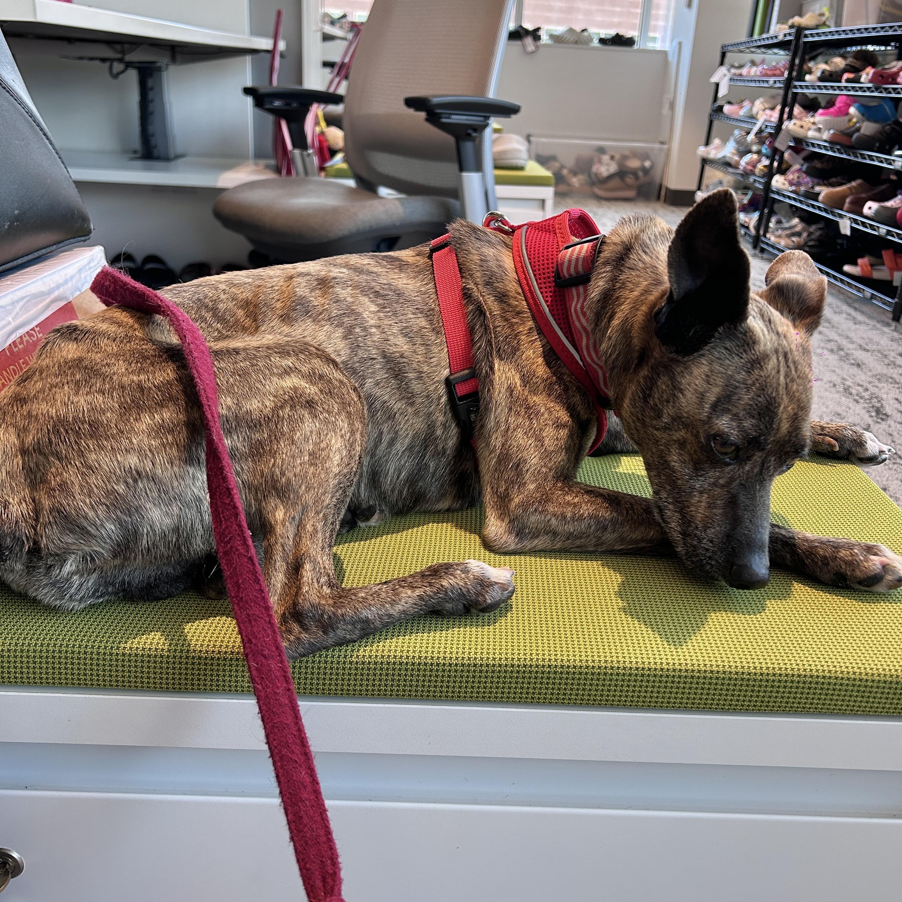 Enlarge Sam, a ADOPTABLE mixed breed in Boulder, CO image 4/6