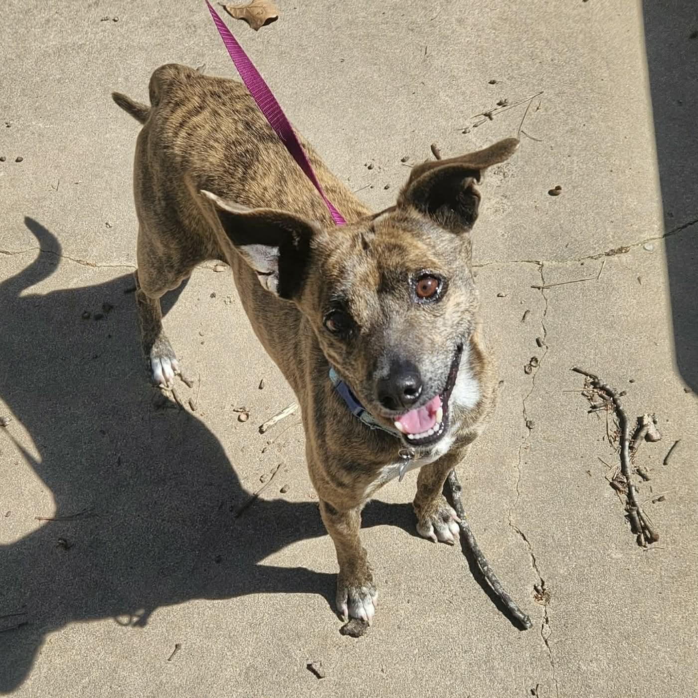 Enlarge Sam, a ADOPTABLE mixed breed in Boulder, CO image 5/6