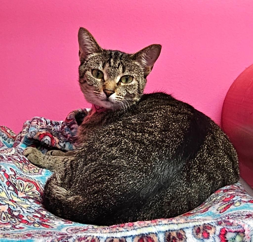 Cassidy, Adoptable, Adult Female Domestic Short Hair.