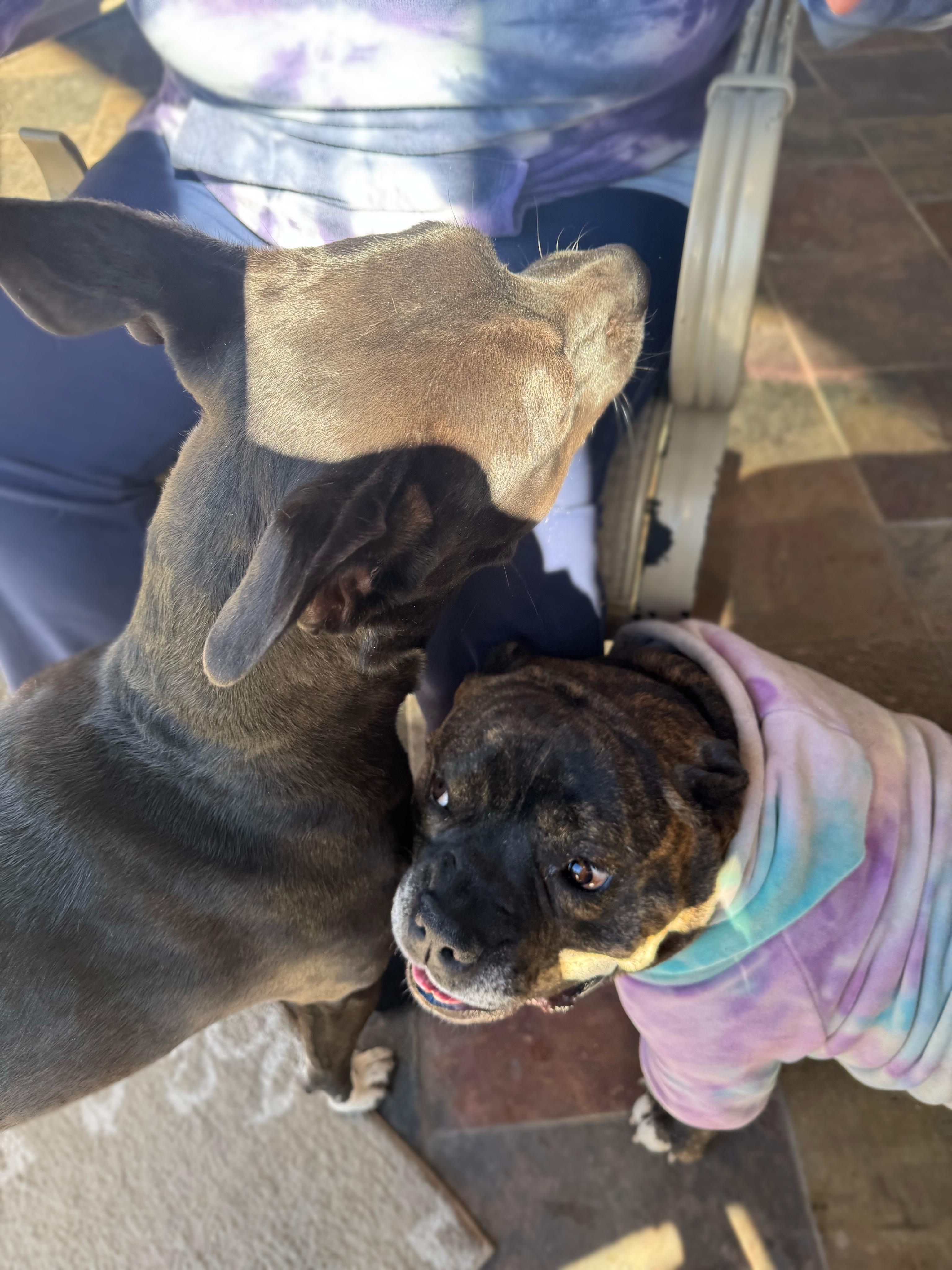 Enlarge Briny , a ADOPTABLE mixed breed in Santa Clarita, CA image 5/6