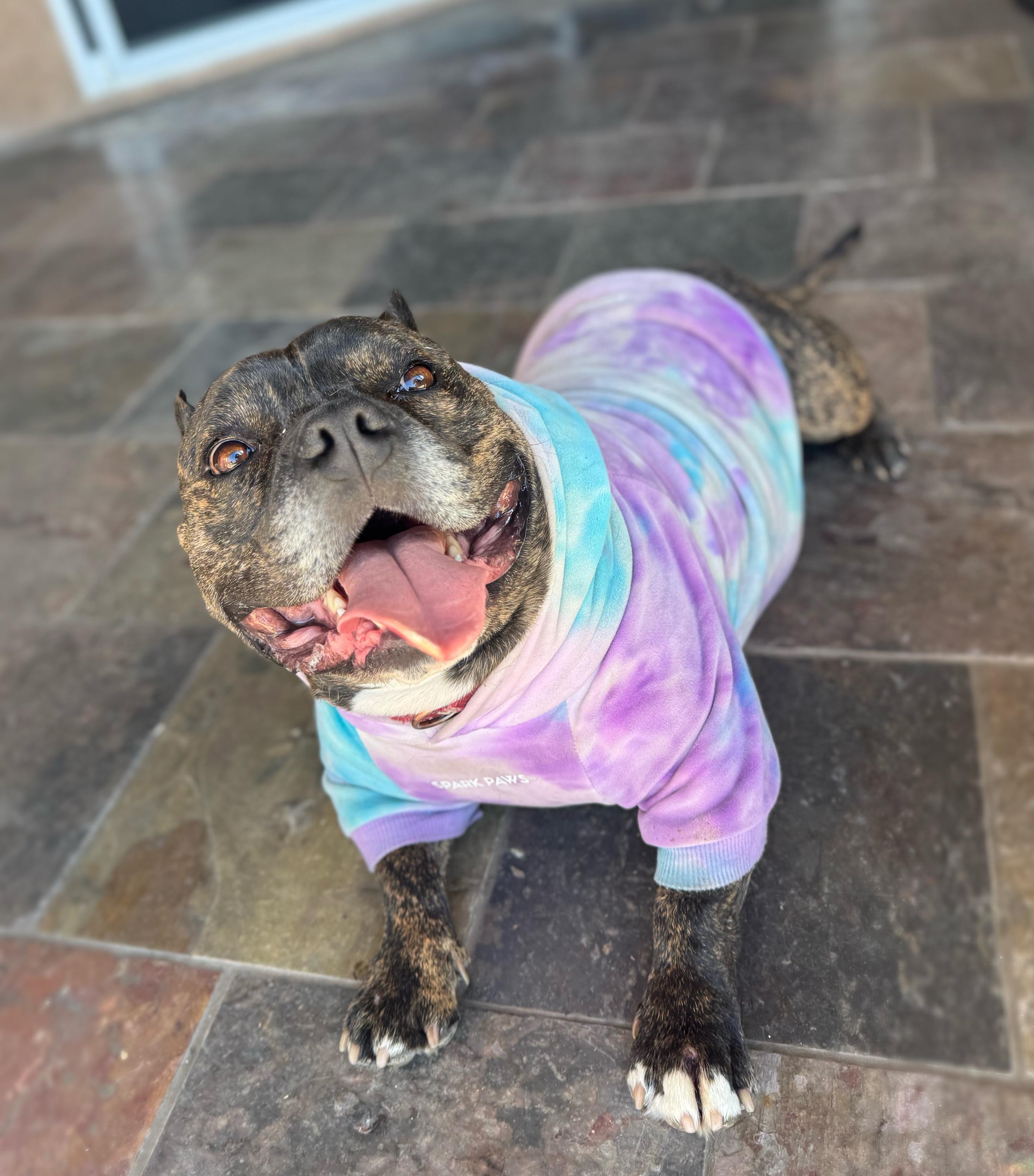 Enlarge Briny , a ADOPTABLE mixed breed in Santa Clarita, CA image 1/6