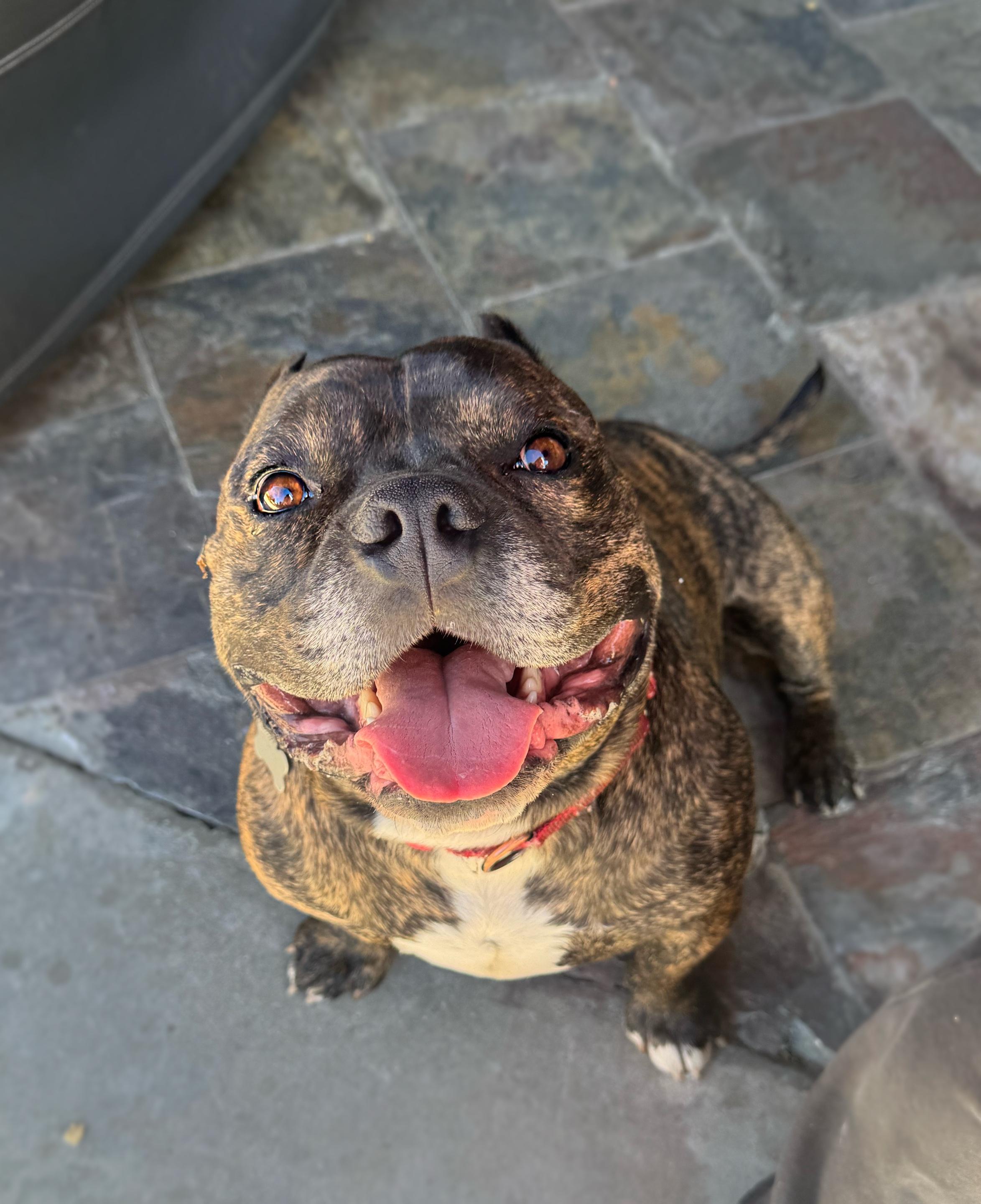 Enlarge Briny , a ADOPTABLE mixed breed in Santa Clarita, CA image 3/6