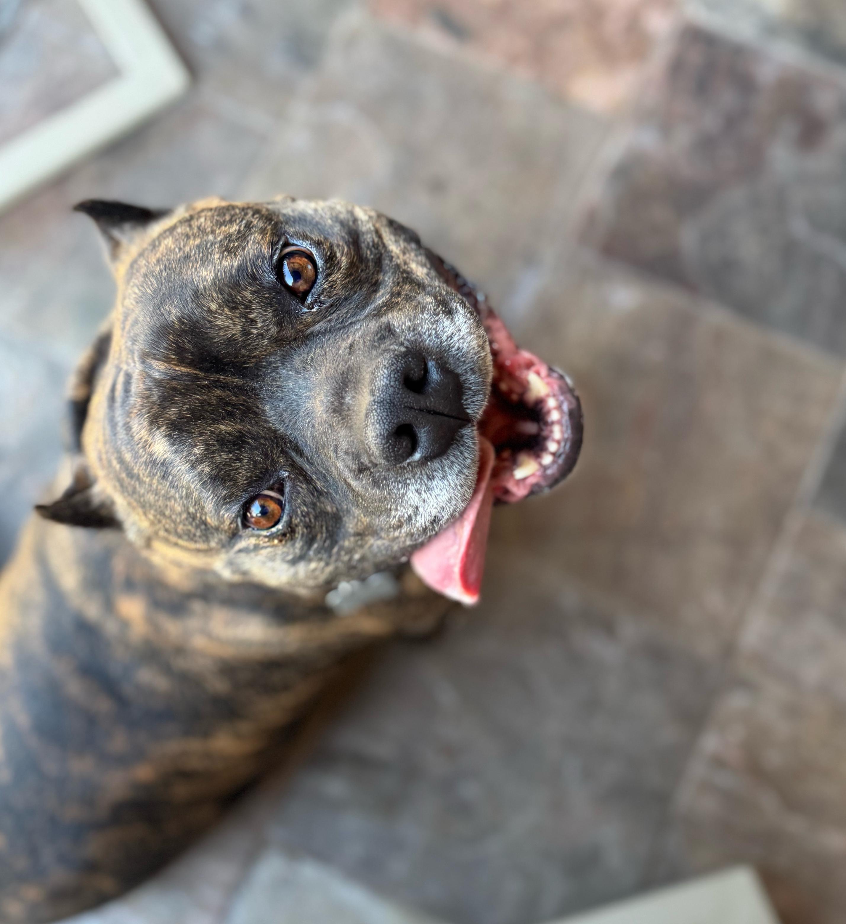 Enlarge Briny , a ADOPTABLE mixed breed in Santa Clarita, CA image 2/6