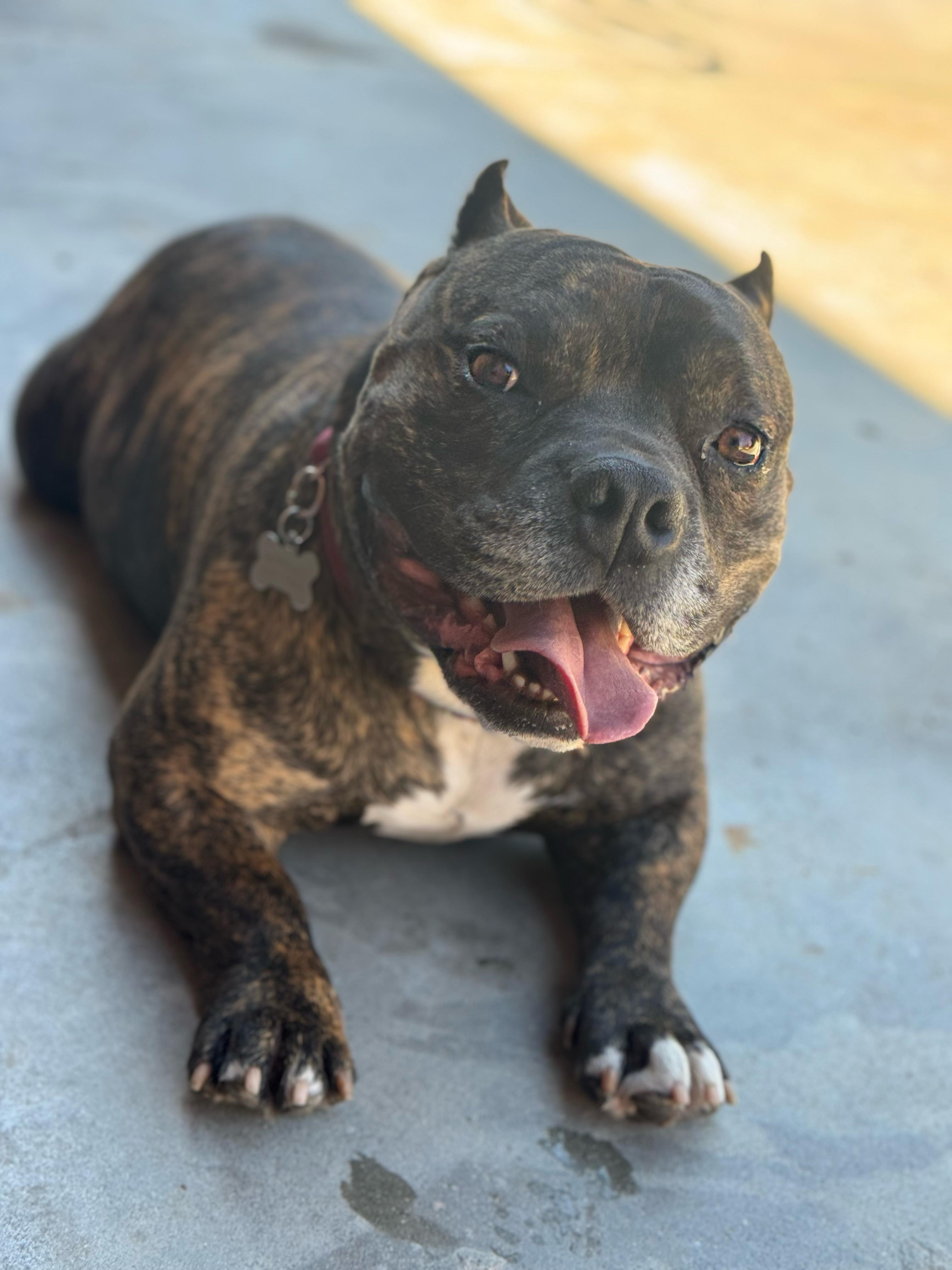 Enlarge Briny , a ADOPTABLE mixed breed in Santa Clarita, CA image 4/6