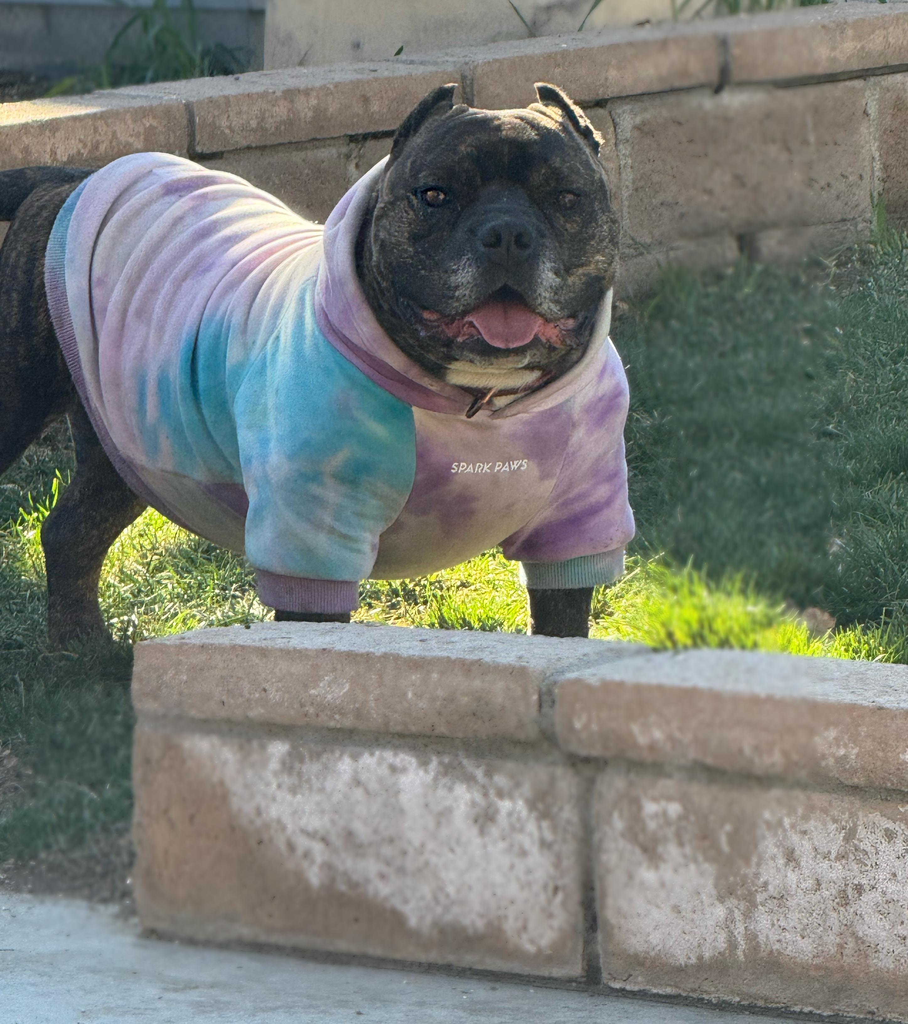 Enlarge Briny , a ADOPTABLE mixed breed in Santa Clarita, CA image 6/6