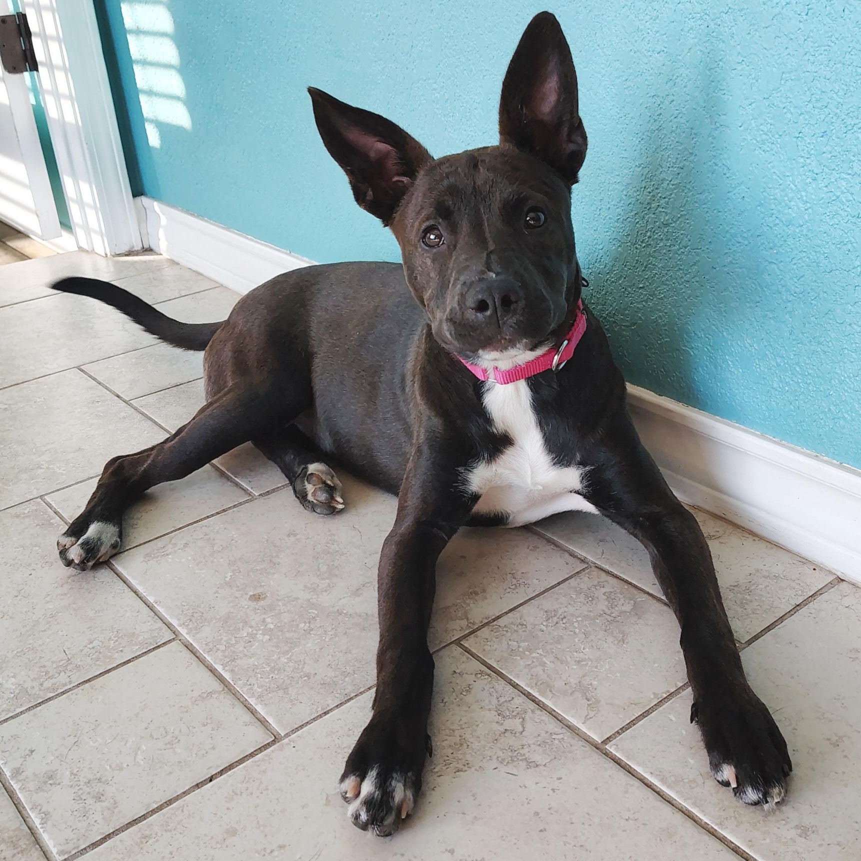 Enlarge Stellaluna, an adopted mixed breed in Kennewick, WA image 6/6