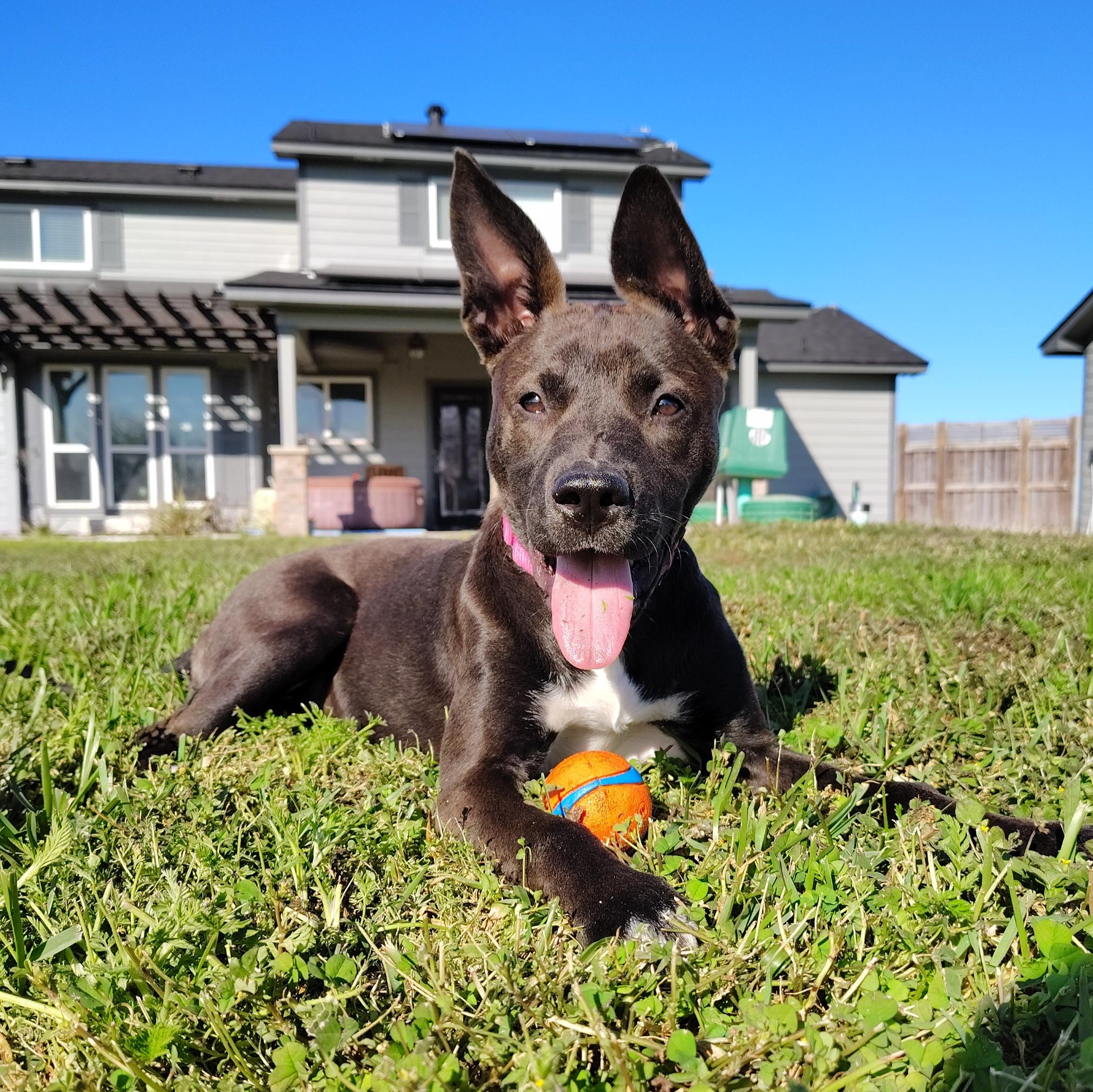 Stellaluna, adopted, Young Female Terrier & Shepherd.