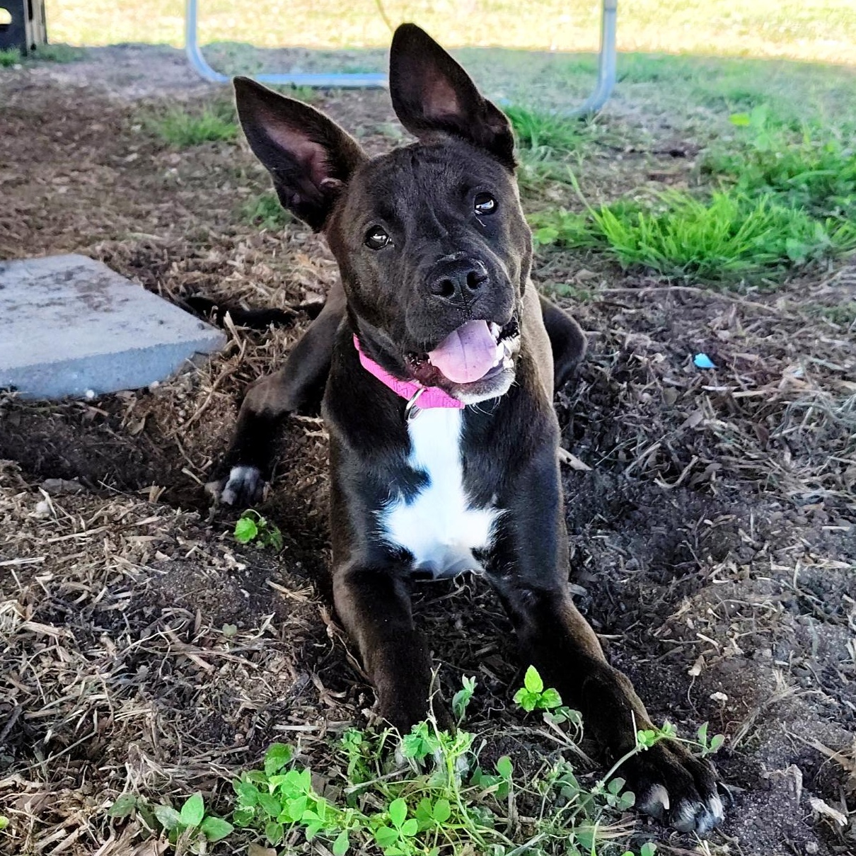 Enlarge Stellaluna, an adopted mixed breed in Kennewick, WA image 5/6