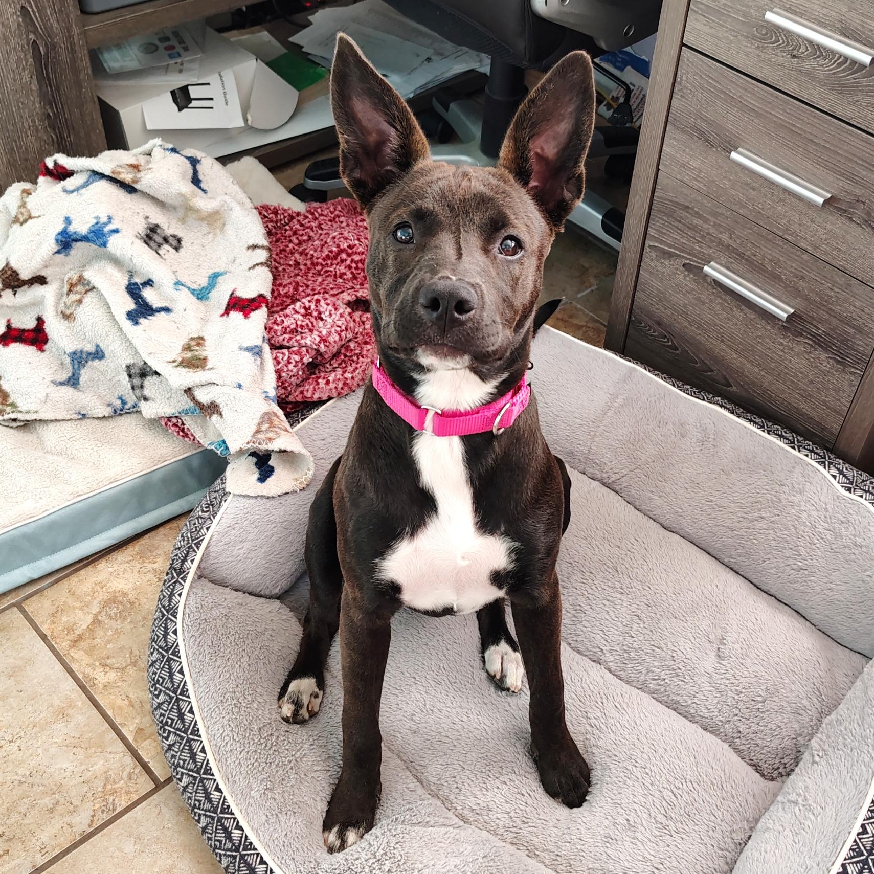 Enlarge Stellaluna, an adopted mixed breed in Kennewick, WA image 3/6