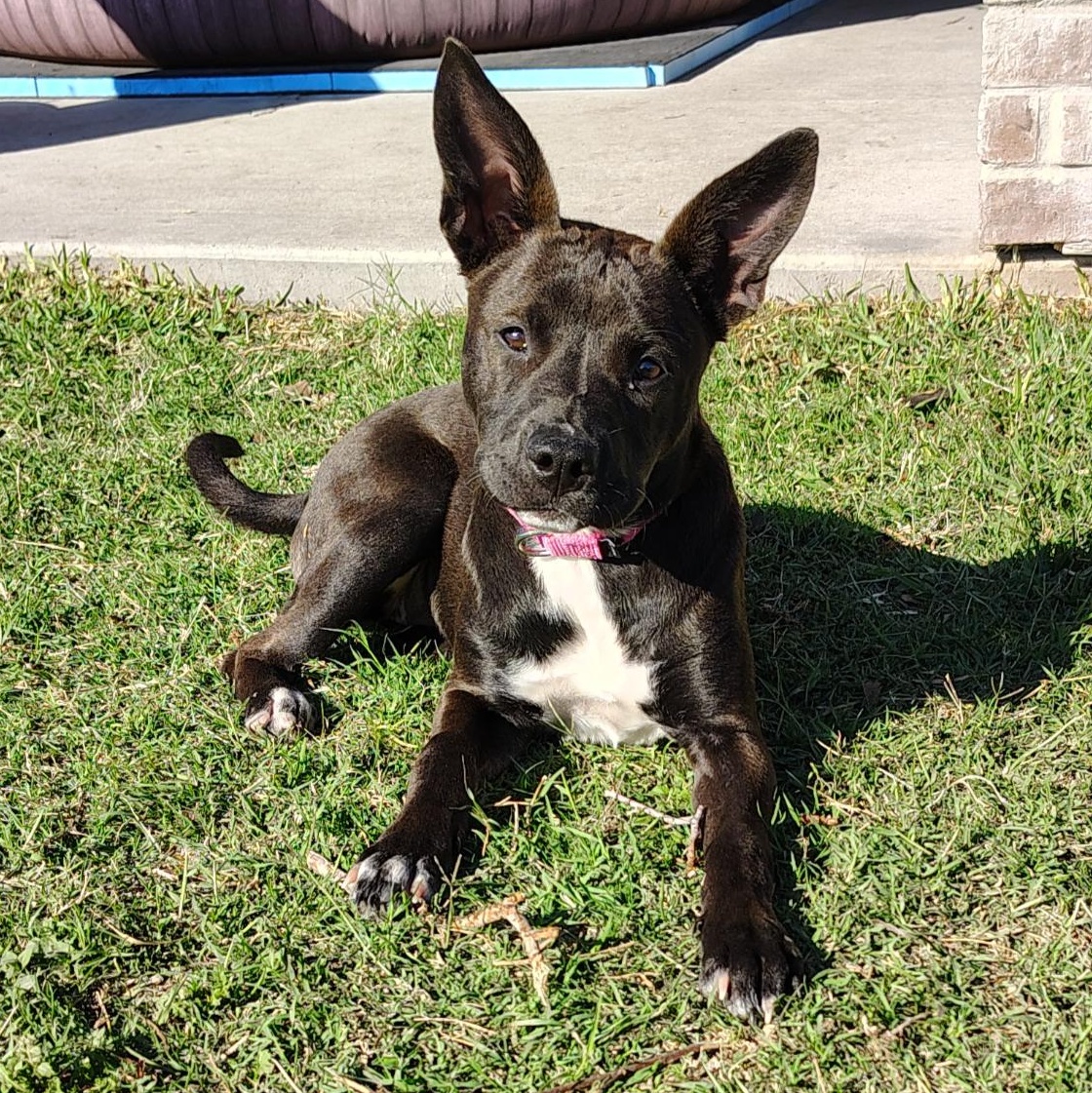 Enlarge Stellaluna, an adopted mixed breed in Kennewick, WA image 2/6