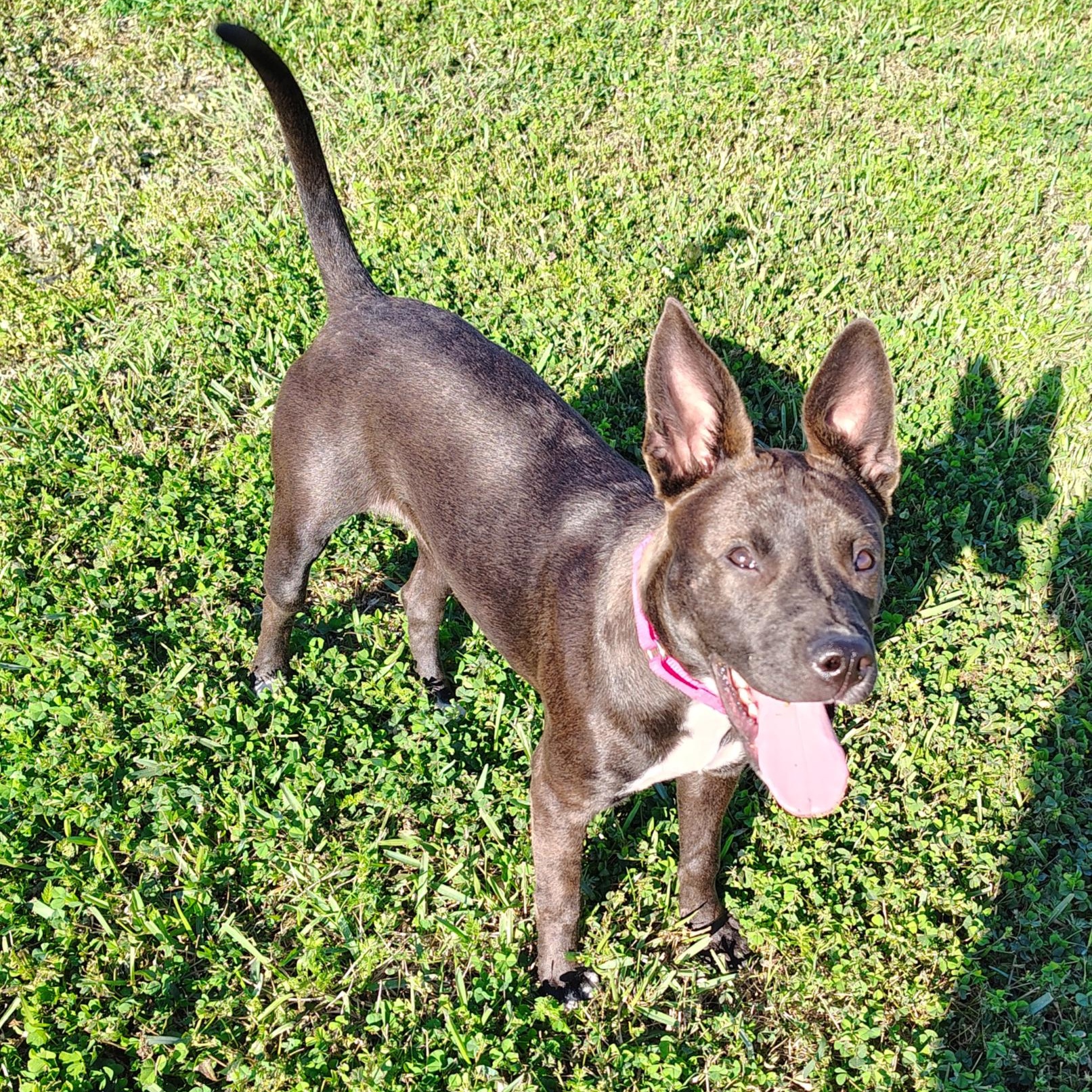 Enlarge Stellaluna, an adopted mixed breed in Kennewick, WA image 4/6