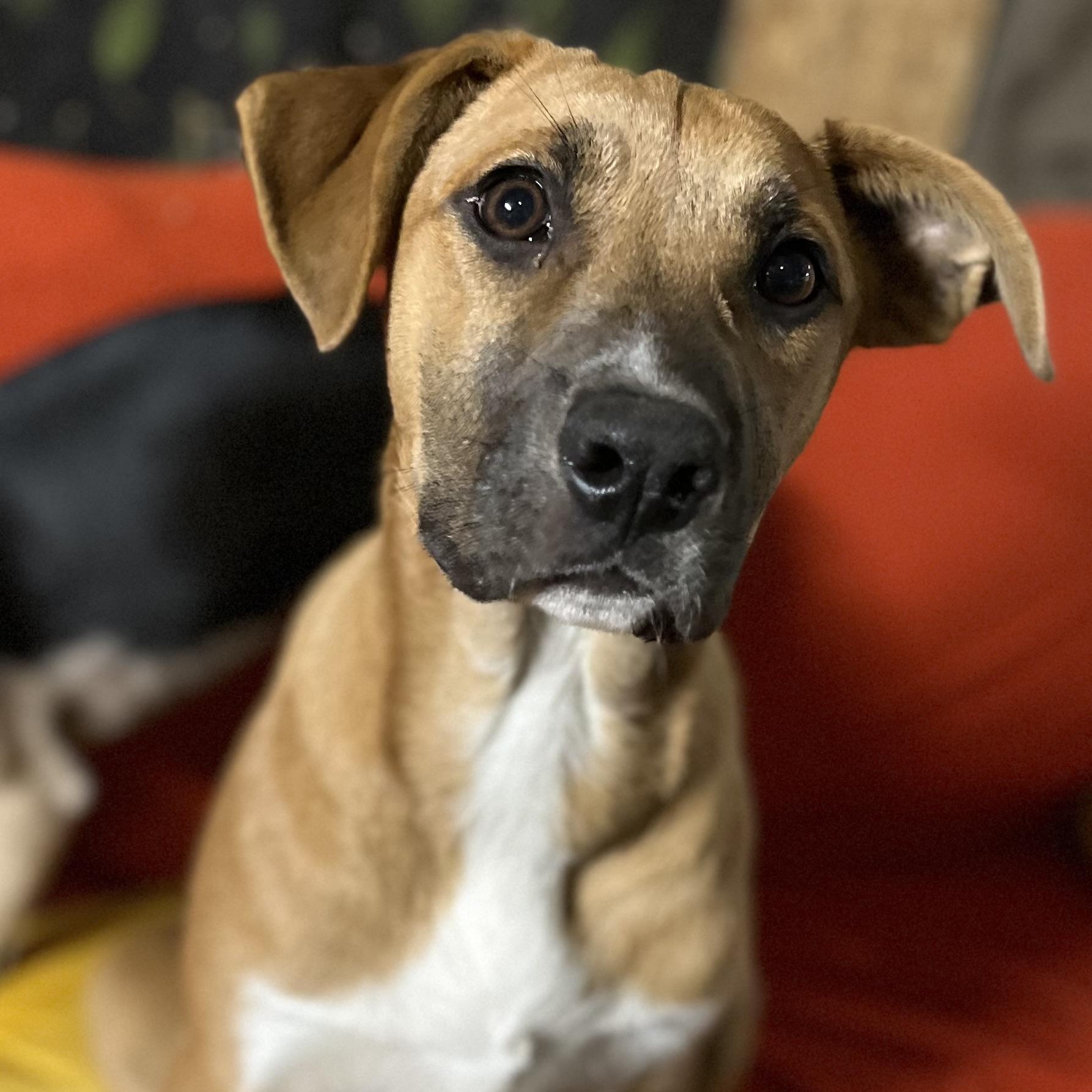 Topanga (Reduced Fee Until 12/15), Adoptable, Young Female Labrador Retriever.