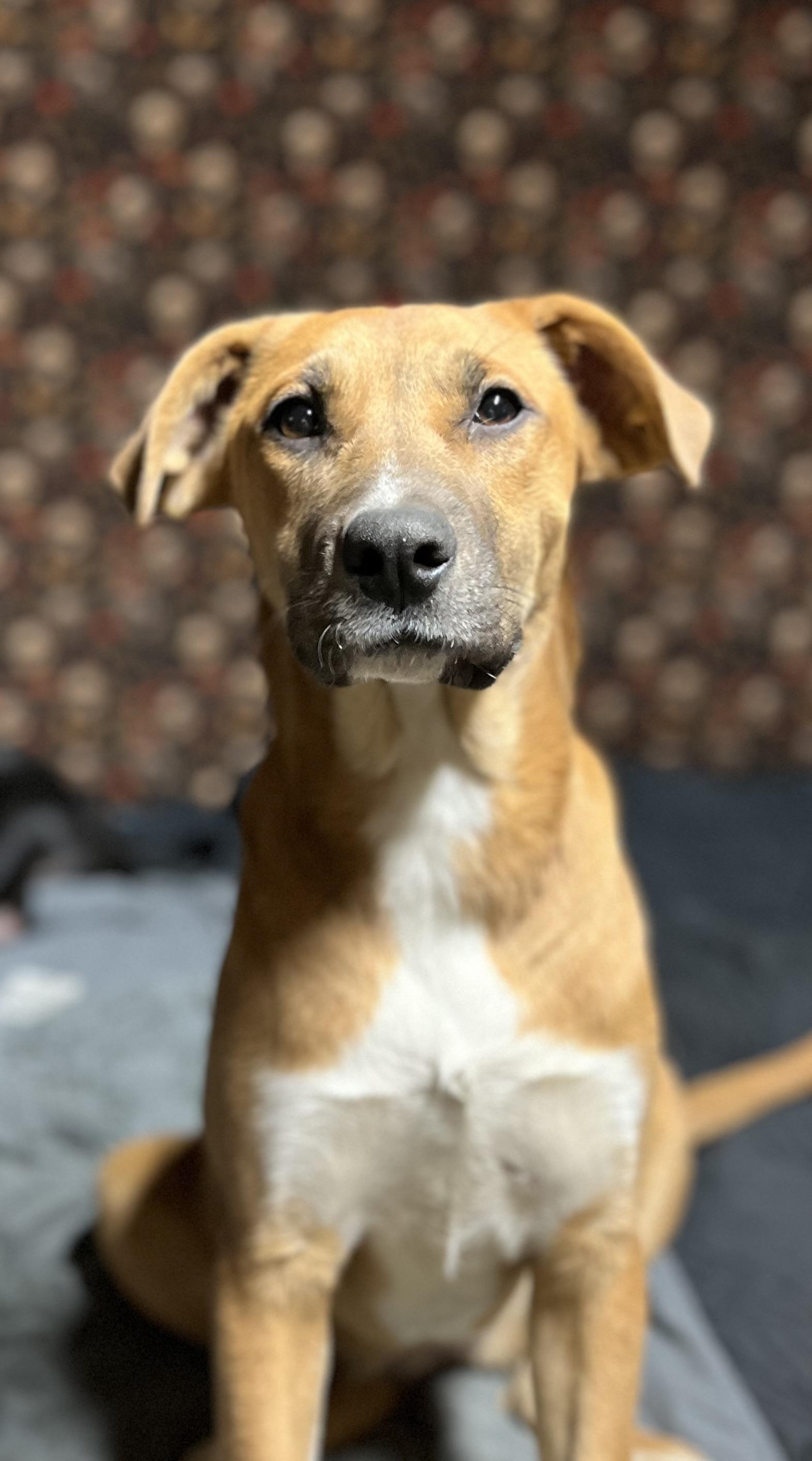 Topanga (Reduced Fee Until 12/15), a Adoptable mixed breed in Portland, ME image 6/6