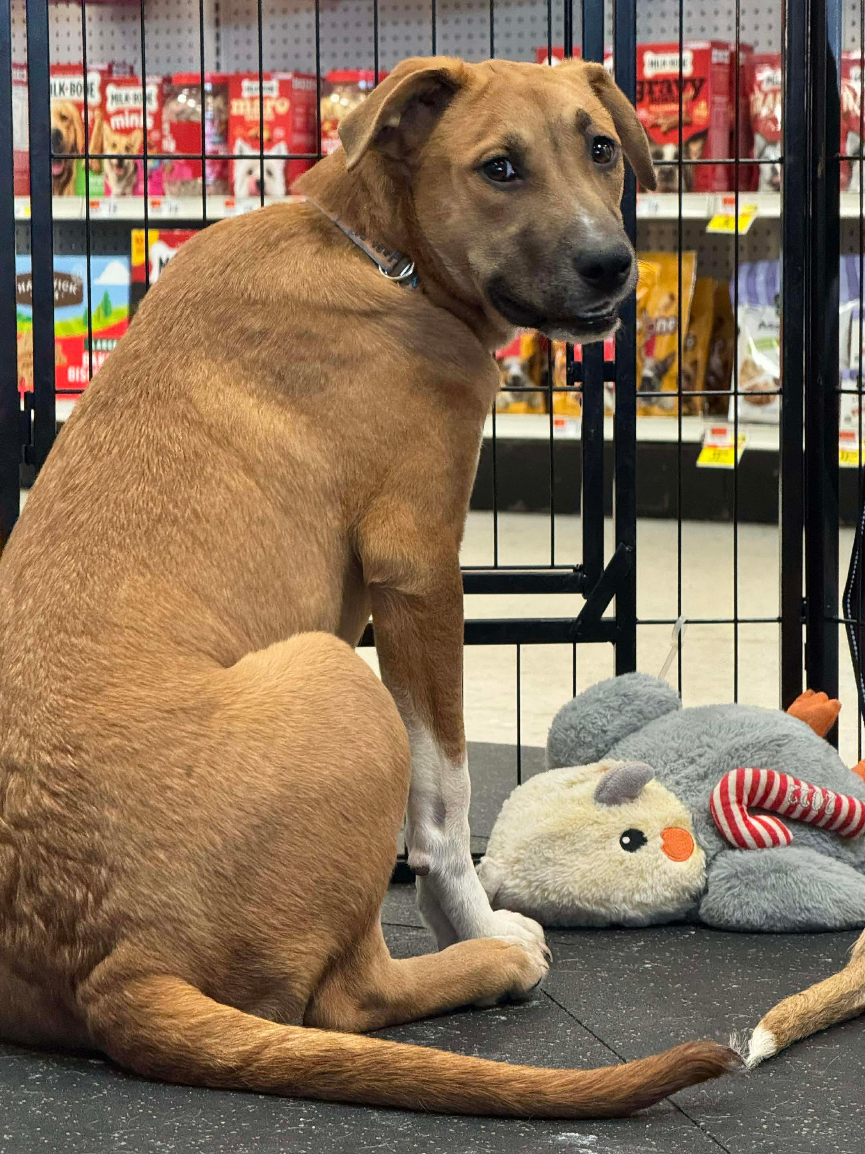 Topanga (Reduced Fee Until 12/15), a Adoptable mixed breed in Portland, ME image 3/6