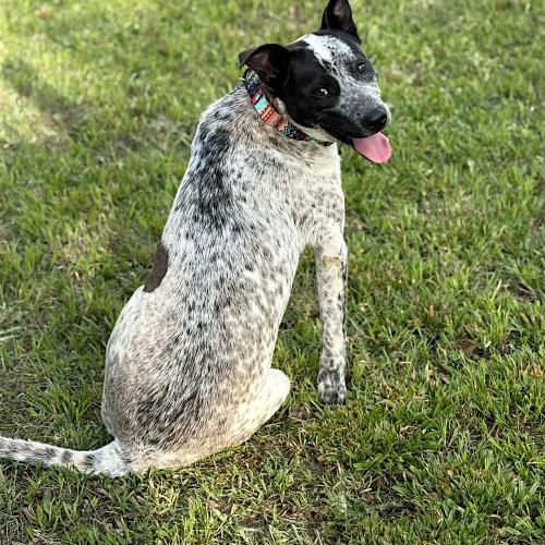 Enlarge Gidgee, a Adoptable Australian Cattle Dog / Blue Heeler in Memphis, TN image 1/5