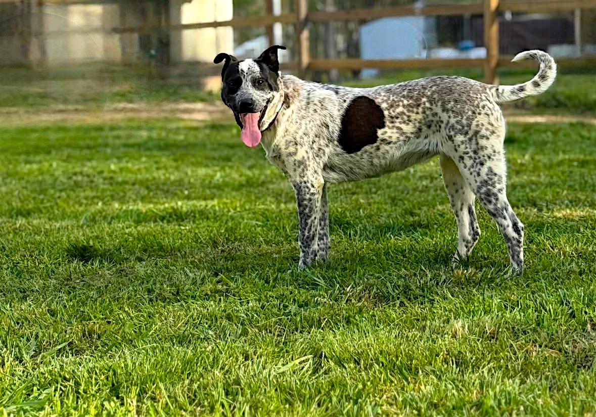 Gidgee, a Adoptable Australian Cattle Dog / Blue Heeler in Memphis, TN image 2/6