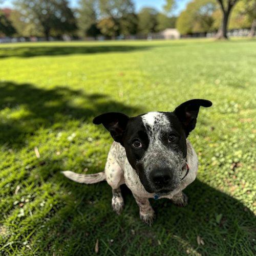 Enlarge Gidgee, a Adoptable Australian Cattle Dog / Blue Heeler in Memphis, TN image 2/5
