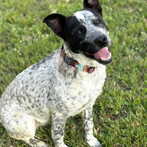 Enlarge Gidgee, a Adoptable Australian Cattle Dog / Blue Heeler in Memphis, TN image 3/5