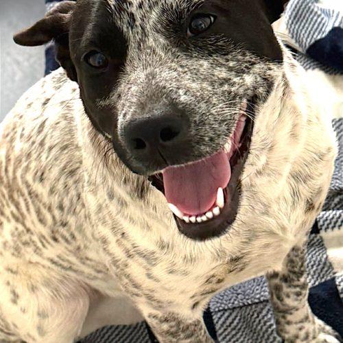Enlarge Gidgee, a Adoptable Australian Cattle Dog / Blue Heeler in Memphis, TN image 4/5