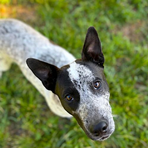 Enlarge Gidgee, a Adoptable Australian Cattle Dog / Blue Heeler in Memphis, TN image 5/5