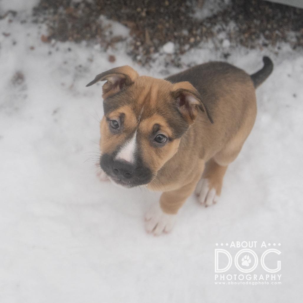 Roxy, Adoptable, Puppy Female Mixed Breed.