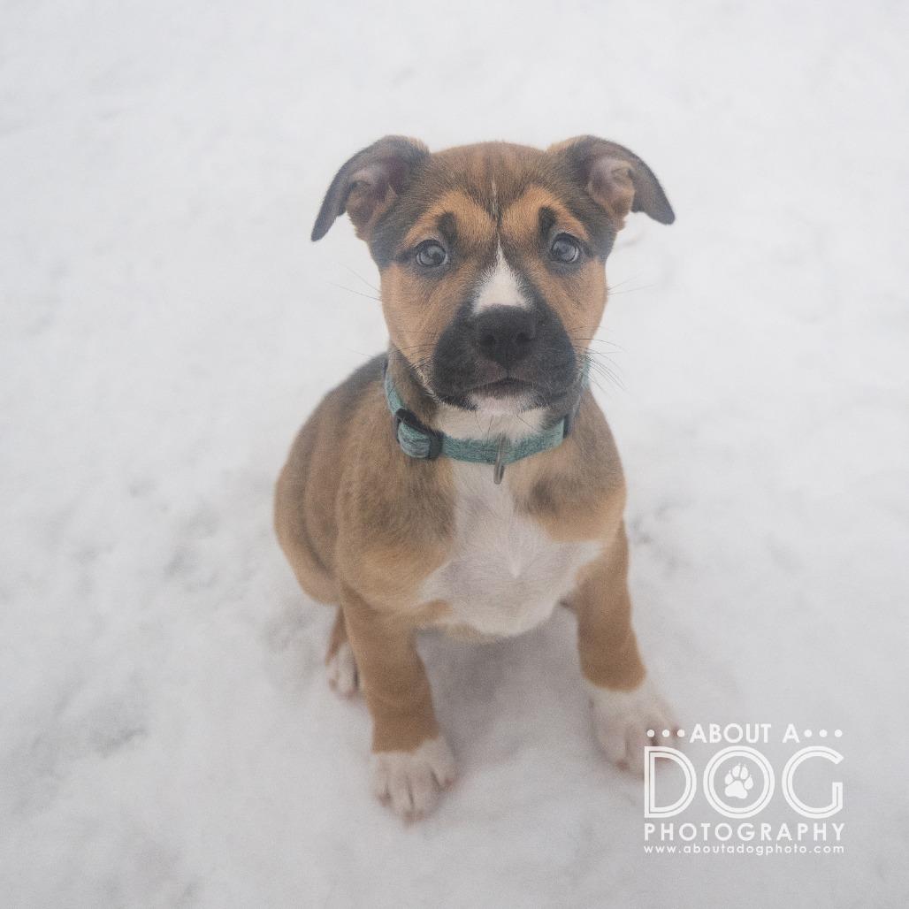Enlarge Roxy, a Adoptable Mixed Breed in Saint Cloud, MN image 2/4